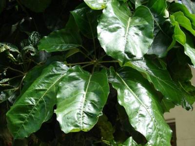 Brassaia Actinophylla